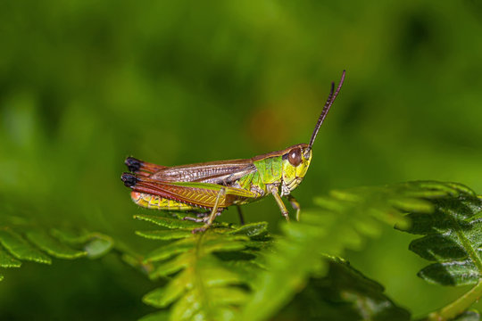 multicolored grasshopper in nature