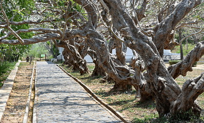 jardin publique...ko loi