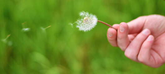 Pusteblume