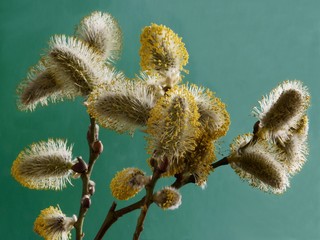 willow catkins with yellow pollen