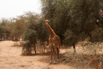 giraffe