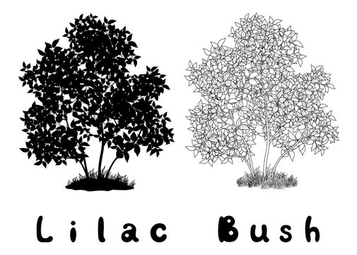Lilac Bush Contours, Silhouette and Inscriptions