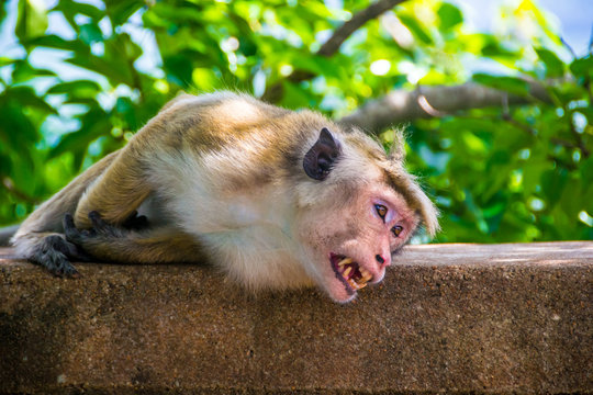monkey bare it's teeth in Sigiriya, Sri Lanka