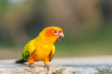 Beautiful colorful parrot, Sun Conure