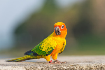 Fototapeta premium Beautiful colorful parrot, Sun Conure