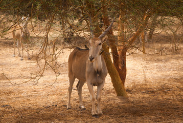 Fototapeta premium antelope