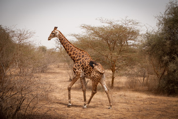 giraffe