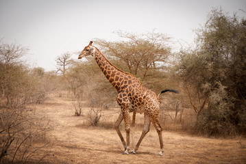 giraffe