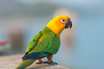 Fototapeta na wymiar Beautiful colorful parrot, Sun Conure
