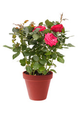 Houseplant mini rose on white background