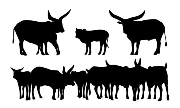 sacred african cows silhouettes set
