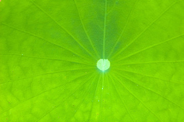 close up lotus leaf