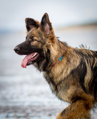 German Shepherd Dog in the sea