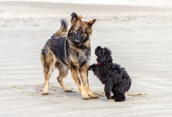 Two dogs play fighting on a sandy beach