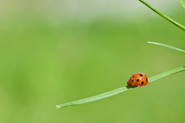 ladybird on green leaf