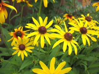 yellow blossoming of flower