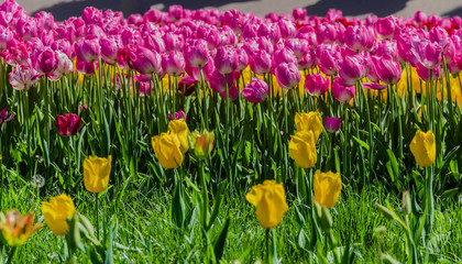 Fototapeta premium Tulip flower with water droplets