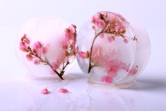 Fototapeta pink flowers in ice cube