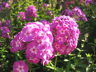 Obraz premium pink flowers