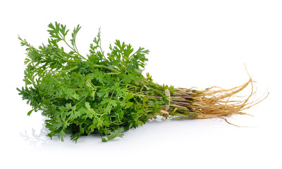 Fototapeta premium Thailand coriander on white background