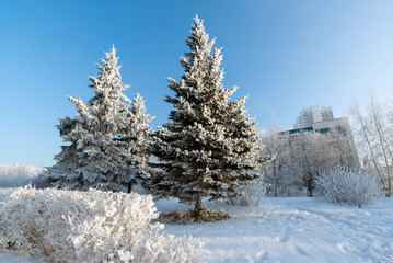 Snow-covered trees in the city of   Moscow, Russia