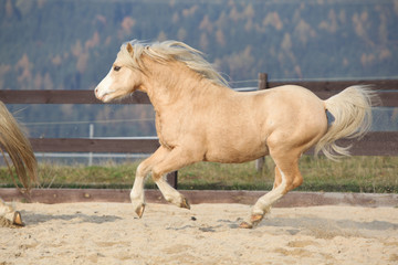 Obraz na płótnie Canvas Amazaing palomino welsh mountain pony running