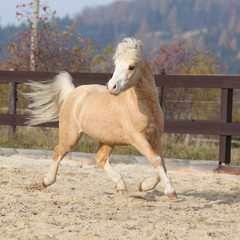 Gorgeous welsh mountain pony running in autumn