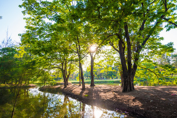 Naklejka premium Beautiful park tree with green lawn and pond