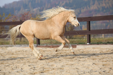 Amazaing palomino welsh mountain pony running