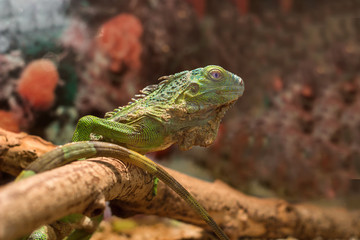 green iguana on a brown background