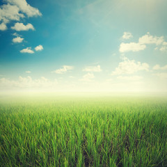 Obraz premium rice field