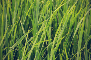 close up of morning dew on rice field - Vintage effect style pic