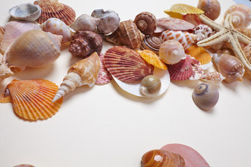 nice shells