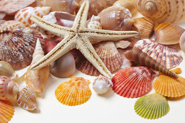 nice shells