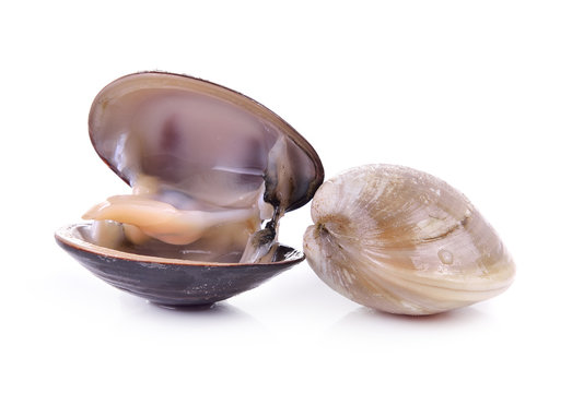 enamel venus shell on a white background