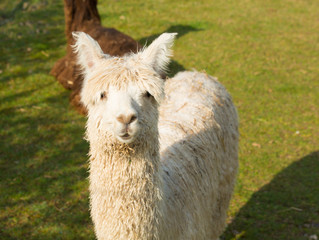 Alpaca like llama looking to camera South America