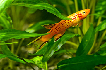 killifish varied
