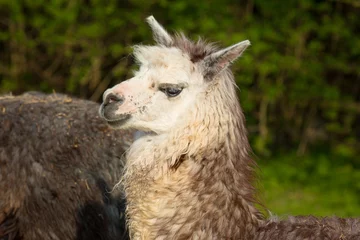 Fotobehang Alpaca profile South American animal like llama © acceleratorhams