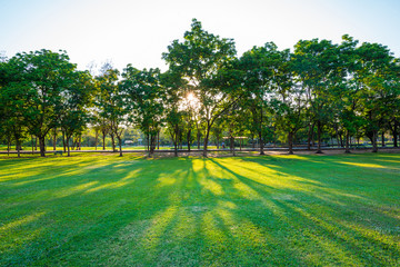 Beautiful green lawn in city park under sunny light