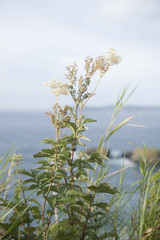 Wild Grass at Carrick a Rede; Giants Causeway Coastal Footpath;
