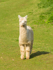 Naklejka na ściany i meble Alpaca like llama standing looking to camera