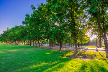 Beautiful green lawn in city park under sunny light