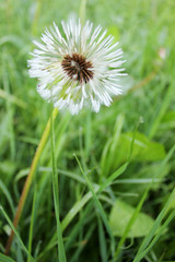 fluffy wet dandelion