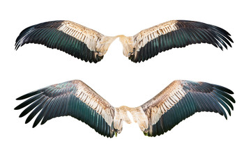 Set of wing