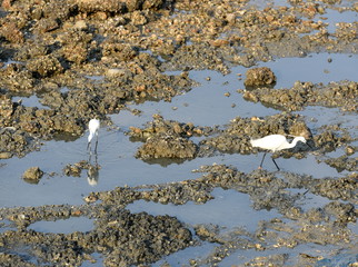 oiseau chassat des huitres à marrée basse