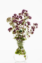 Majoran (Origanum majorana) blühend, Glasvase