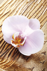 Fototapeta na wymiar Orchidee auf Holz