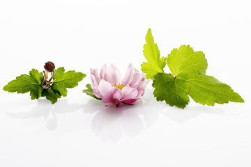 Herbst-Anemone (Anemone hupehensis), Blatt