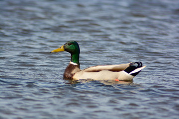 germano reale (Anas platyrhynchos) maschio
