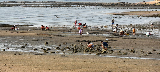 ramassage de moules